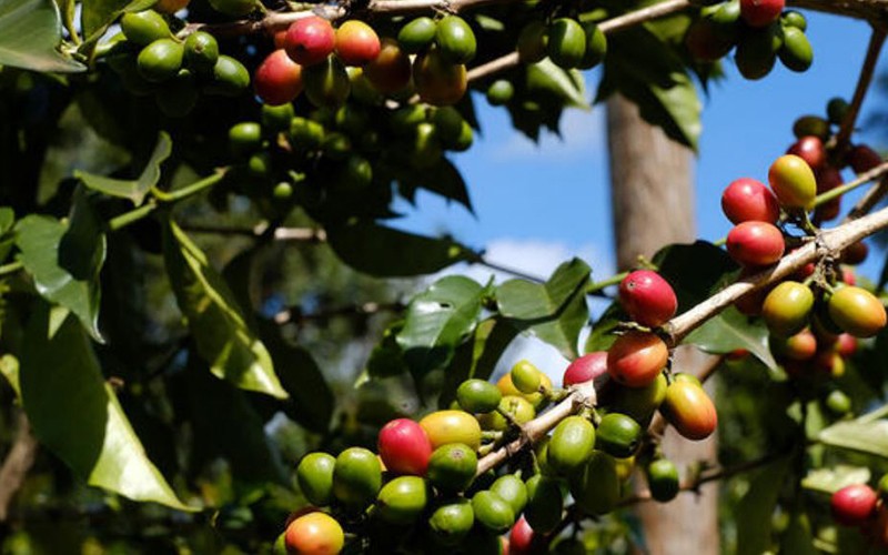 Giá cà phê Arabica ghi nhận tuần tăng mạnh nhất trong 5 tháng