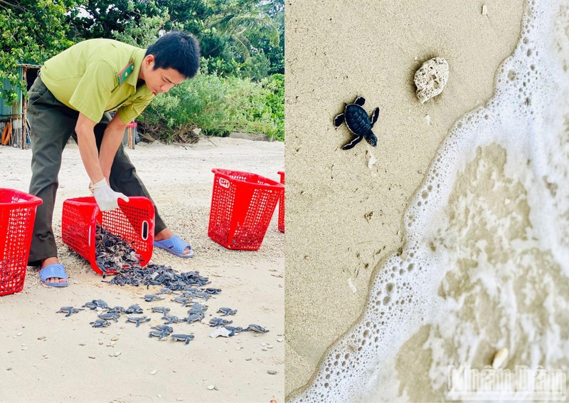 Thả rùa biển về tự nhiên tại Côn Đảo. Ảnh: MAI LƯU
