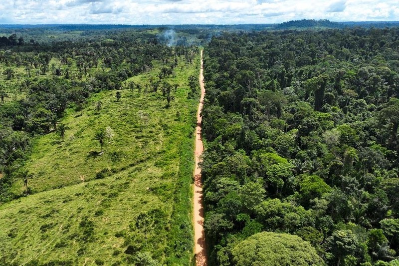Một khu rừng tại Brazil. Ảnh: Reuters