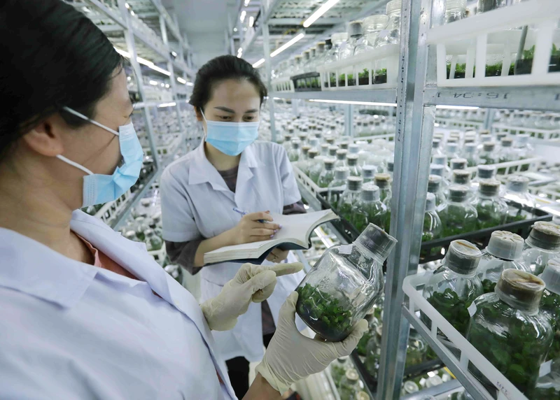 Thực hiện nghiên cứu, lai tạo giống mới bằng phương pháp nuôi cấy mô tại đơn vị thuộc Viện Khoa học Nông nghiệp Việt Nam. Ảnh: TTXVN