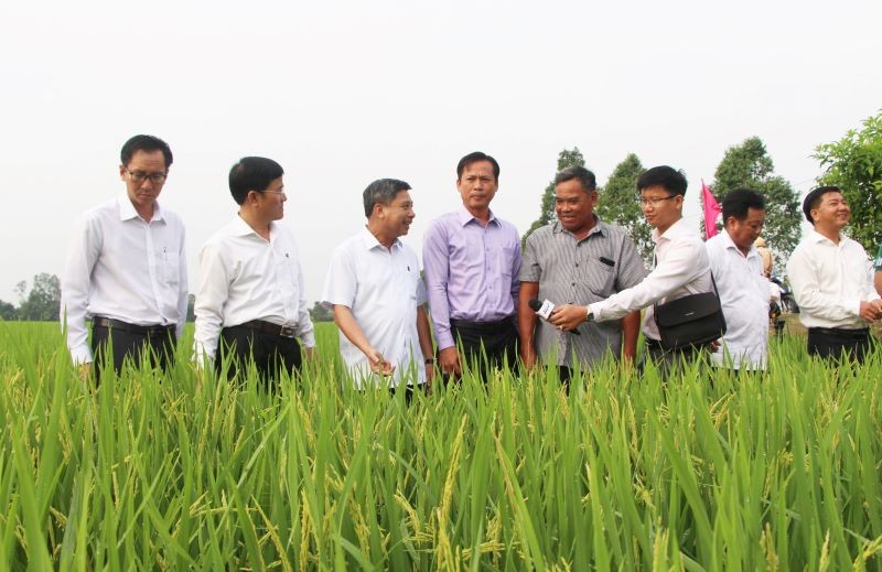 Lãnh đạo tỉnh thăm đồng đầu năm ở xã Vị Thanh, huyện Vị Thủy.