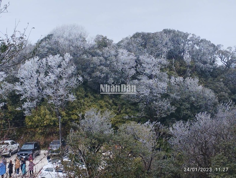 Băng giá phủ trắng xóa đỉnh núi Phja Oắc, xã Thành Công, huyện Nguyên Bình, tỉnh Cao Bằng.