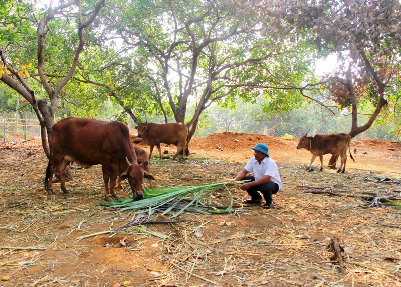Mỗi năm, Điểu Byan cho 4 hộ nghèo mượn bò cái nuôi sinh sản lấy bê con, tạo điều kiện về nguồn vốn để bà con trong bon cùng thoát nghèo.