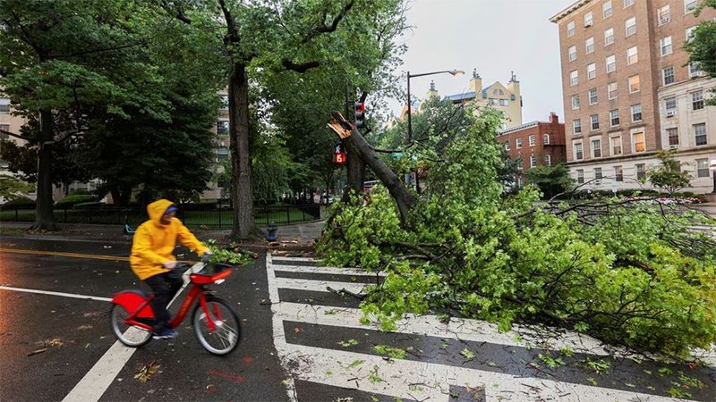 Cây tại thủ đô Washington bị mưa bão quật đổ, ngày 7/8/2023. (Ảnh: Reuters)