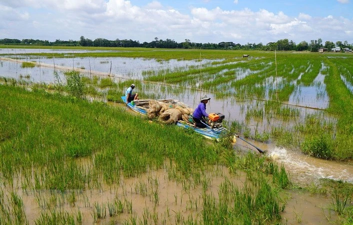 Người dân huyện Hồng Ngự, tỉnh Đồng Tháp mang lưới vào đồng bắt cá trong mùa lũ. Ảnh: Nhựt An/TTXVN