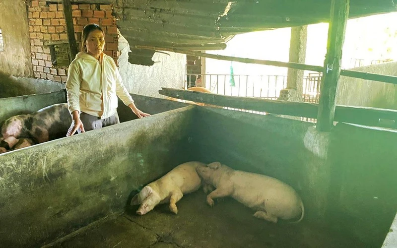 Gia đình bà Thuận ở thôn Định Thành, xã Hòa Định Đông, huyện Phú Hòa, tỉnh Phú Yên bị thiệt hại nặng do lợn chết nhiều sau khi tiêm phòng dịch tả lợn châu Phi. (Ảnh NGỌC TƯỜNG)