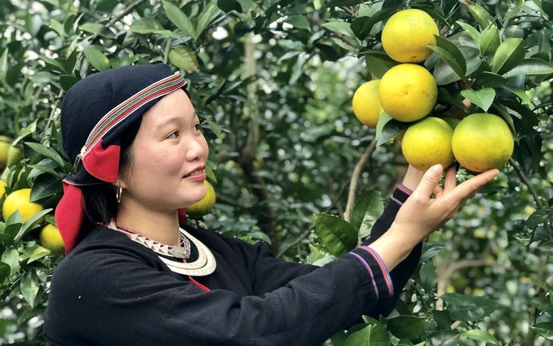 Người dân xã Tiên Kiều, huyện Bắc Quang ứng dụng khoa học-công nghệ vào chăm sóc cây cam.