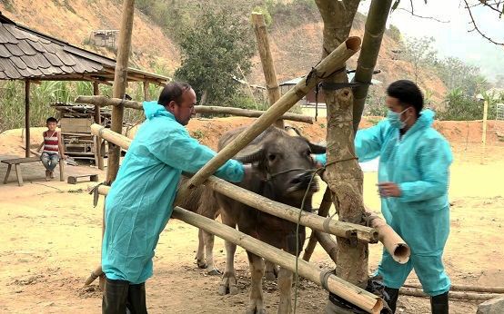 Cán bộ thú y huyện Mường Lát (Thanh Hóa) tiêm vắc-xin lở mồm long móng cho trâu, bò.