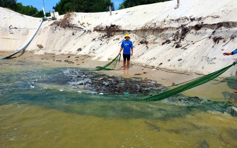 Việc khai thác nước ngầm để nuôi cá trên cát một cách tự phát là một trong những nguyên nhân dẫn đến ô nhiễm nguồn nước ở Lệ Thủy.