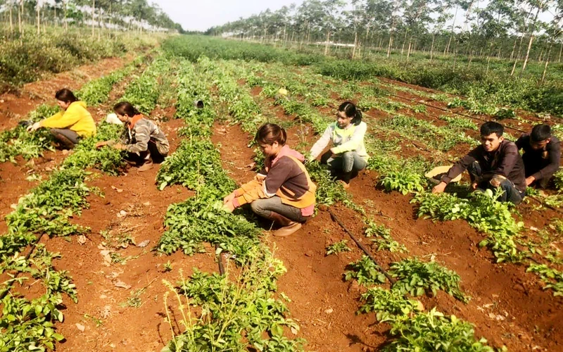 Vườn trồng đan sâm theo tiêu chuẩn GACP-WHO tại xã Chư Pơng, Chư Sê (Gia Lai).