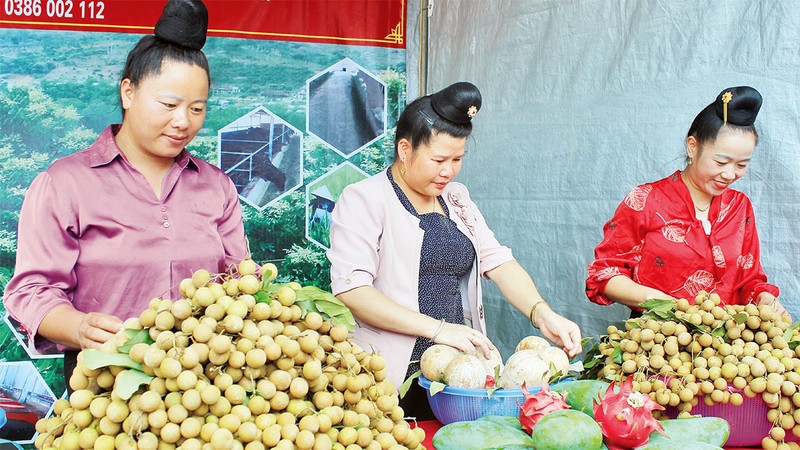 Sản phẩm nhãn thu hoạch từ các vườn ứng dụng công nghệ của huyện Sông Mã.