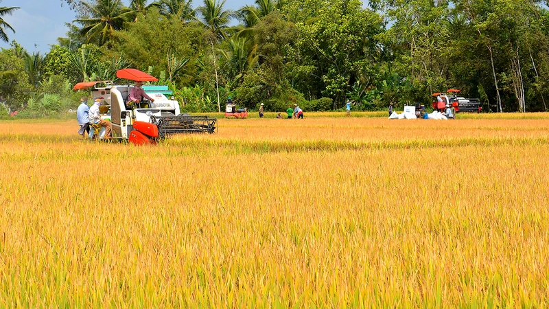 Thu hoạch lúa ở xã Khánh Bình, huyện Trần Văn Thời, tỉnh Cà Mau. (Ảnh HỮU TÙNG)
