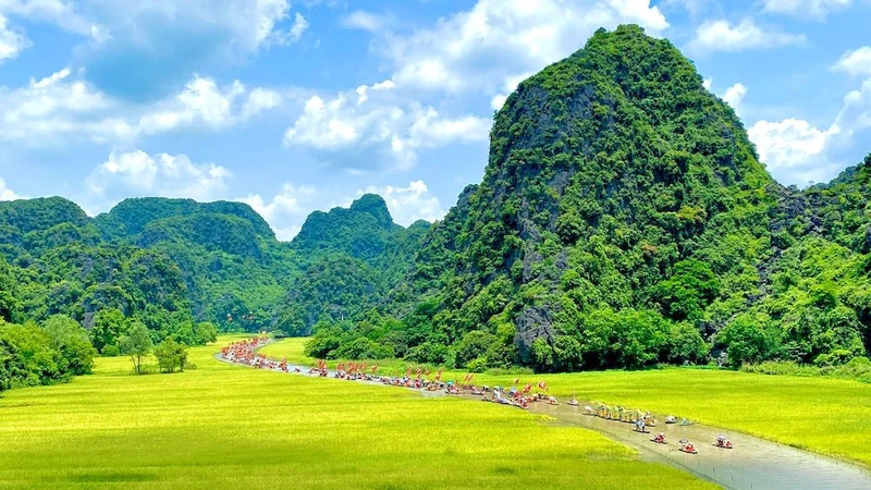 Cánh đồng lúa vàng tuyệt đẹp ở Tam Cốc làm say lòng du khách. 