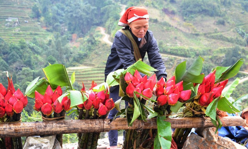 Đồng bào Dao Đỏ mang những bông hoa chuối rừng đỏ tươi xuống chợ, góp thêm sắc màu ngày Tết. (Ảnh: Quốc Hồng)