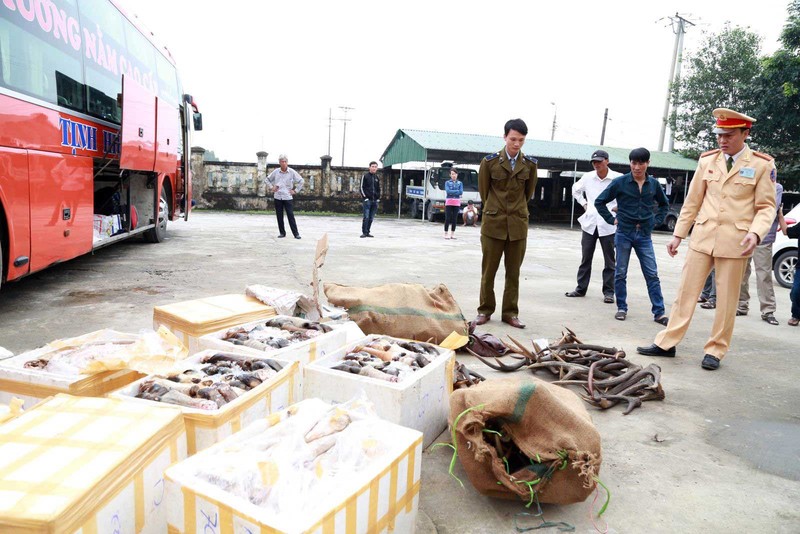 Lực lượng liên ngành tỉnh Hà Tĩnh thu giữ tang vật trong một vụ án vận chuyển trái phép động vật hoang dã.