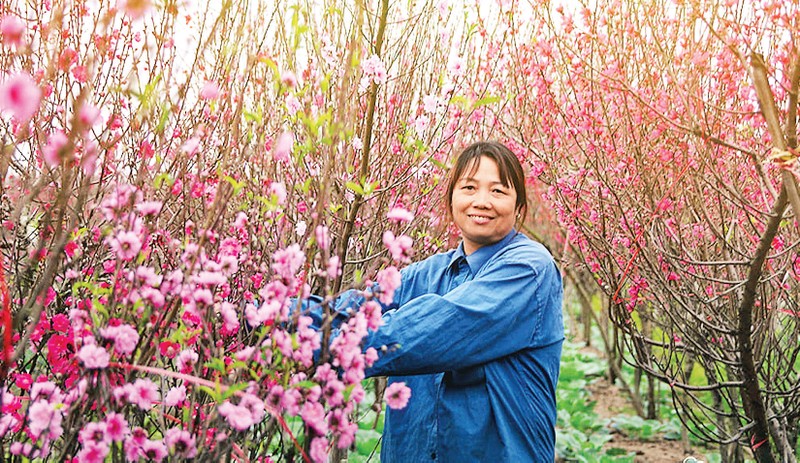 Người trồng đào Nhật Tân phấn khởi vì năm nay đào nở đẹp.