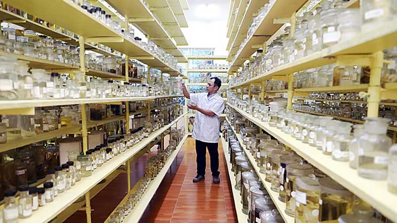 Nhà khoa học kiểm tra các mẫu vật được lưu trữ tại Viện Hải dương học, Viện Hàn lâm Khoa học và Công nghệ Việt Nam. (Ảnh XUÂN NGỌC)