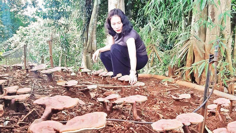 Quảng Nam nâng cao sinh kế từ mô hình trồng nấm lim xanh  Kinh nghiệm làm  ăn  Báo ảnh Dân tộc và Miền núi