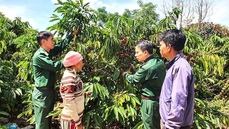 Cán bộ, chiến sĩ lực lượng vũ trang hướng dẫn đồng bào dân tộc thiểu số cách thu hoạch cà-phê.