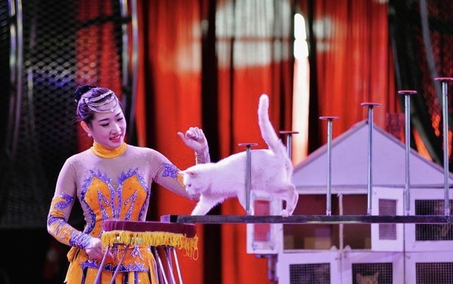 "Dưới sự hướng dẫn, huấn luyện của nghệ sĩ Bùi Huyền Trang, những chú mèo thực hiện được nhiều động tác xiếc thú vị".