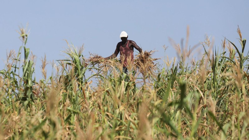 Một nông dân Kenya nhổ bỏ cánh đồng ngô bị thất thu do hạn hán, ở Kenya, ngày 16/2/2022. (Ảnh: REUTERS)