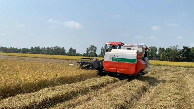 Thu hoạch lúa tại xã Vọng Đông, huyện Thoại Sơn, tỉnh An Giang.