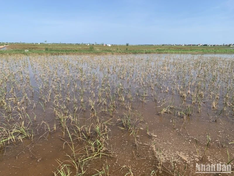Những cánh đồng lúa chết, không cho thu hoạch tại xã An Tân và Hồng Dũng, huyện Thái Thụy (tỉnh Thái Bình).