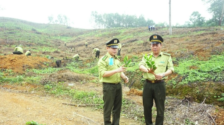 Cán bộ kiểm lâm Thái Nguyên kiểm tra chất lượng cây giống tại huyện Đại Từ trước khi trồng rừng.