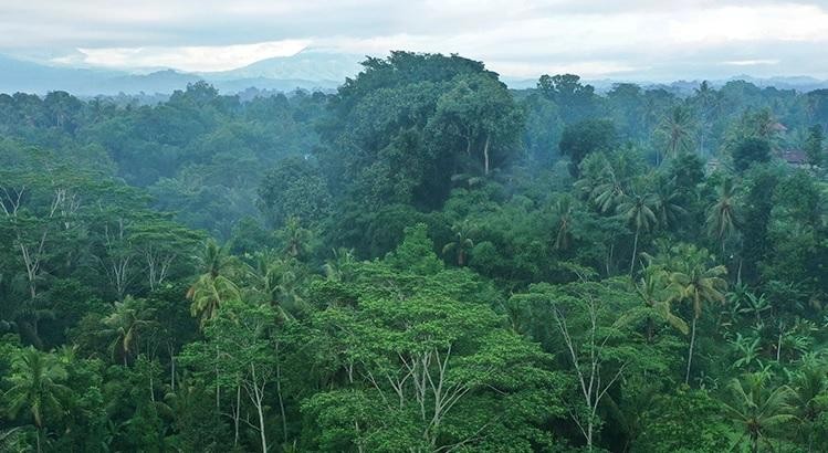 Hơn 10000 loài động thực vật tại Amazon có nguy cơ tuyệt chủng  Đài Phát  thanh và Truyền hình Long An