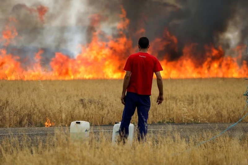 Một người chăn cừu nhìn ngọn lửa thiêu rụi cánh đồng lúa mì giữa Tabara và Losacio trong đợt nắng nóng thứ hai trong năm ở tỉnh Zamora, Tây Ban Nha, ngày 18/7/2022. Ảnh: Reuters