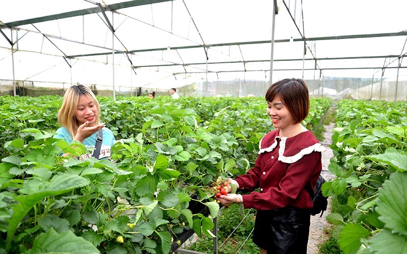 Du khách khám phá vườn dâu tây của Hợp tác xã rau quả Thắng Lợi, ở phường Hàm Rồng, thị xã Sa Pa, tỉnh Lào Cai.