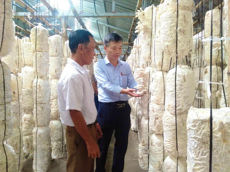 Trồng nấm ứng dụng hệ thống tưới nước thông minh có nhiều triển vọng mở rộng sản xuất ở tỉnh Thái Bình.