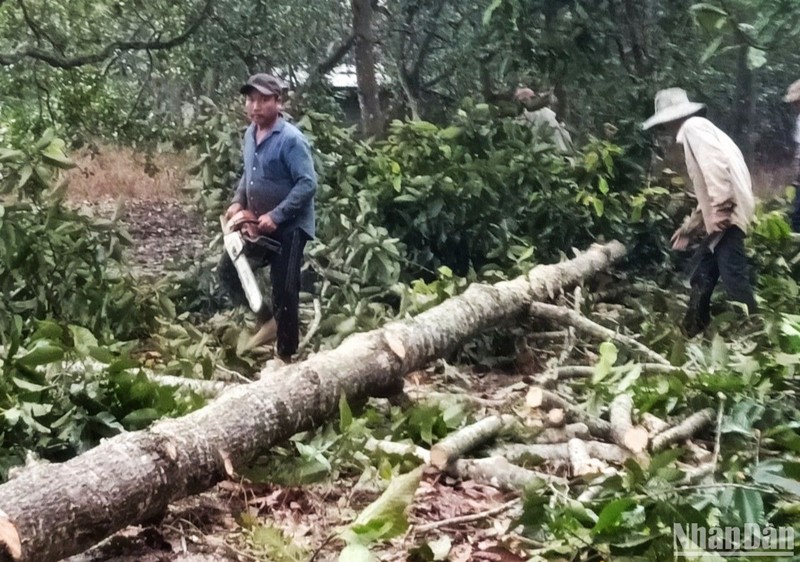 Hiện trường vụ phá rừng phòng hộ tại tiểu khu 205, Phân trường Trản Táo.