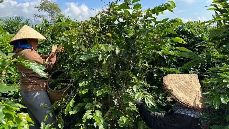 Nông dân huyện Mường Ảng tích cực chăm sóc, thu hái cà phê.