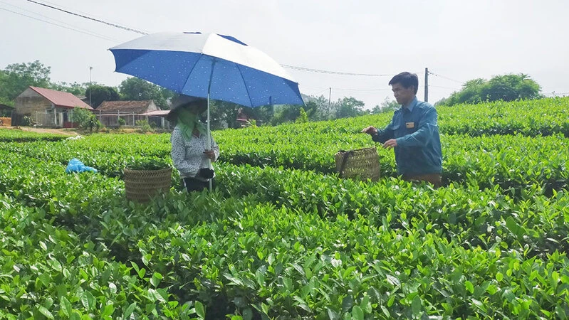 Bản Ven, xã Xuân Lương mở rộng diện tích trồng chè.
