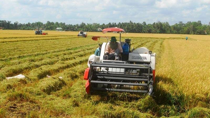 Nông dân tỉnh Tiền Giang thu hoạch lúa năm 2022. (Ảnh: Nguyễn Sự)