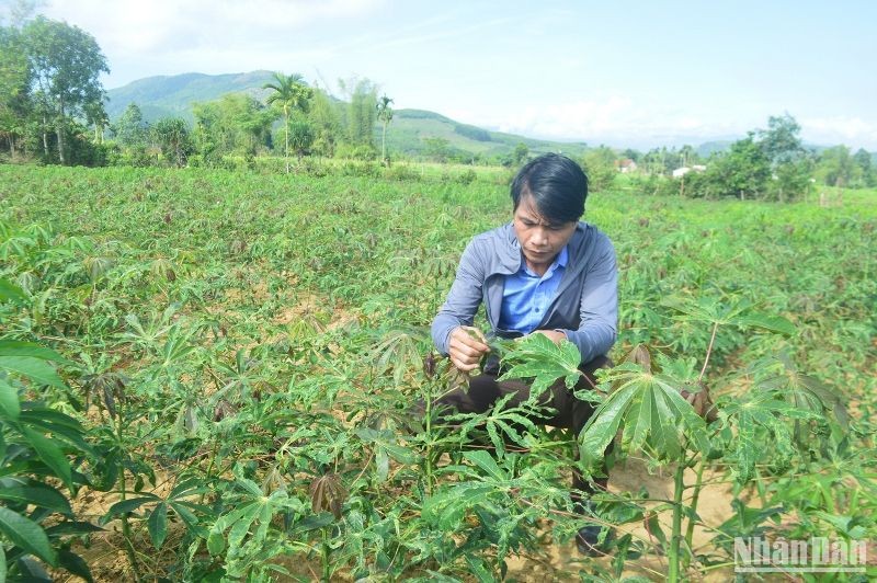Bệnh khảm lá sắn lây lan nhanh, gây thiệt hại nặng cho nông dân Quảng Ngãi.