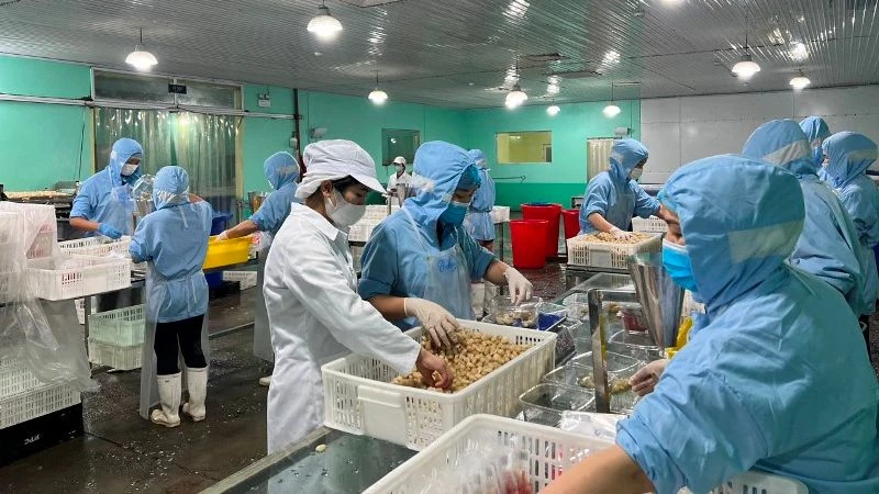 Chế biến sản phẩm củ kiệu xuất khẩu sang Nhật Bản tại Công ty Trách nhiệm hữu hạn Việt Nam Misaki.