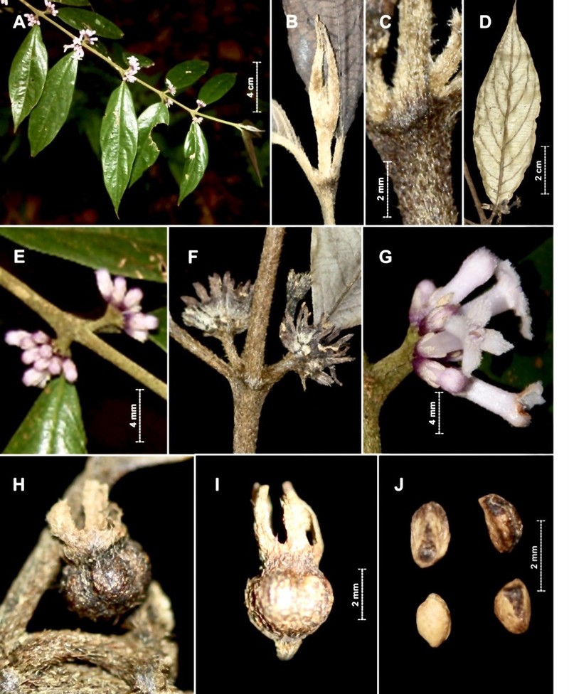 Xú hương Hà Tĩnh (Lasianthus hatinhensis). Nguồn ảnh: Phytotaxa.