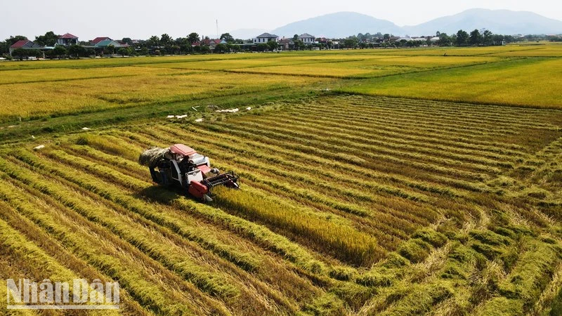 Bà con nông dân Hà Tĩnh tập trung máy móc đẩy nhanh tiến độ thu hoạch lúa xuân.