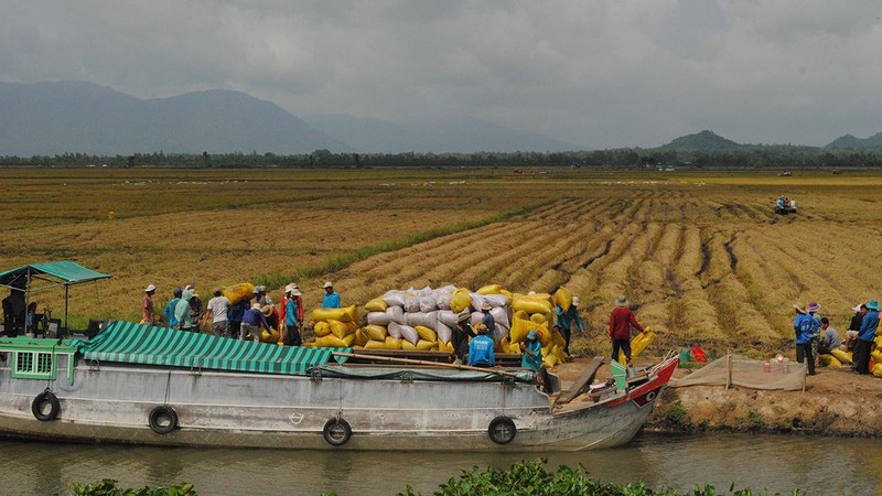 Lúa gạo An Giang đã xuất khẩu nhiều quốc gia.