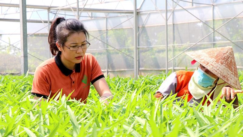 Lâm Đồng Hỗ trợ nhân rộng các mô hình nông nghiệp công nghệ cao  Báo Dân  tộc và Phát triển