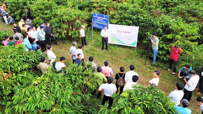 Tham quan mô hình sản xuất cà phê hữu cơ có truy xuất nguồn gốc và liên kết theo chuỗi giá trị tại Hợp tác xã nông nghiệp Công bằng Thanh Thái, xã Nâm Nung.