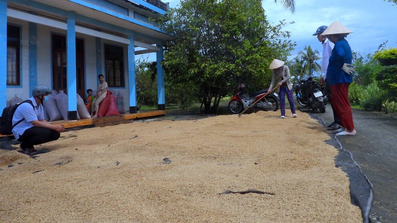 Nông dân ấp Nguyễn Tòng (xã Biển Bạch Đông, huyện Thới Bình, Cà Mau) tranh thủ trời nắng hiếm hoi phơi lúa sau thu hoạch. 