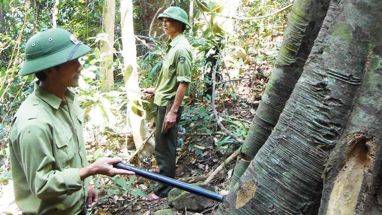 Quảng Bình xem xét nâng mức hỗ trợ bảo vệ rừng để bảo đảm đời sống người giữ rừng