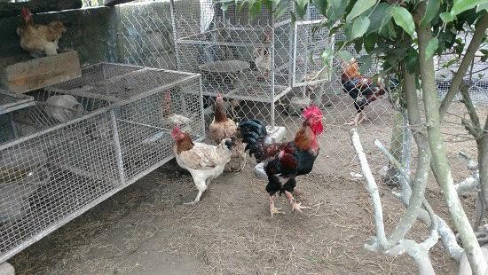 Hiện tỉnh Thái Bình đã nhân được 150 con gà Tò hạt nhân và 900 gà Tò thương phẩm quý hiếm.