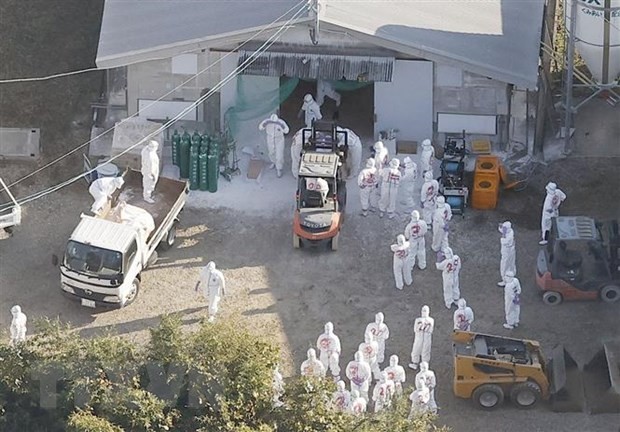 Nhân viên kiểm dịch tiêu hủy gia cầm sau khi phát hiện ổ dịch tại một trang trại ở Hiroshima, Nhật Bản. (Ảnh: Kyodo/TTXVN)