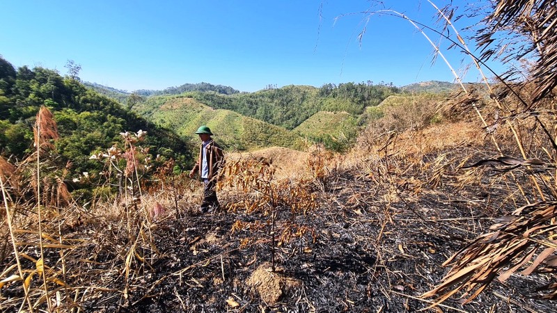 Gần 5ha rừng trồng cây sao xanh năm thứ 3 đến năm thứ 4 thuộc Rừng phòng hộ Gia Nghĩa bị đốt cháy.