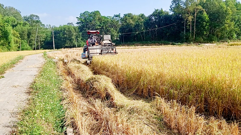 Sản xuất nông nghiệp trên địa bàn huyện Phú Bình được cơ giới hóa.