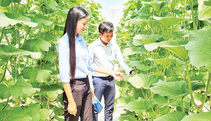 Hà Nội có 160 mô hình sản xuất nông nghiệp ứng dụng công nghệ cao   baotintucvn